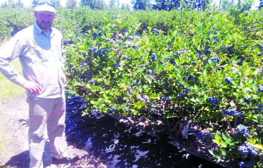 Productores afirman que se perdió la mitad de la cosecha de arándanos