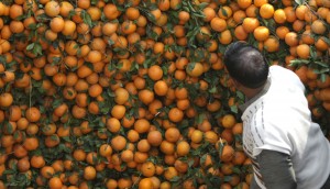 Estados Unidos ya acaparó 3.400 toneladas de cítricos uruguayos